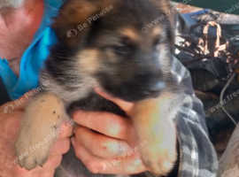 Gsd specialist rehoming and training rescue establish 40yrs  English Big chunky puppies