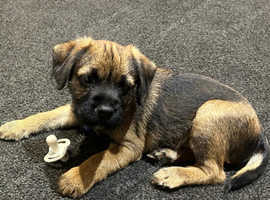 Border Terrier Puppy For Sale