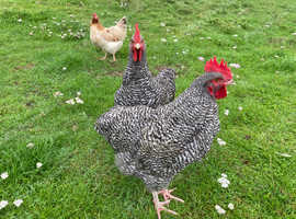Two Pure bred Cuckoo Maran cockerels free to good home