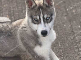 Husky puppy for sale