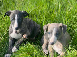 Stunning Male Whippet Puppies
