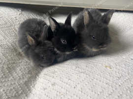 3x beautiful netherland dwarf x mini lop