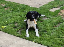 Male spaniel cross beagle