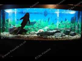 Impressive aquarium