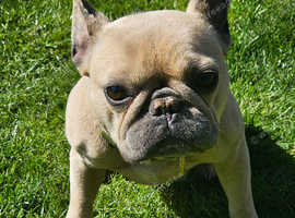 French Bulldog looking for forever home