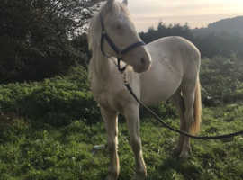 Lemon and white horse