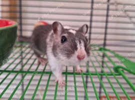 2 Male gerbils for rehoming