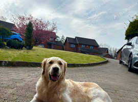 Daisy 1 year old female