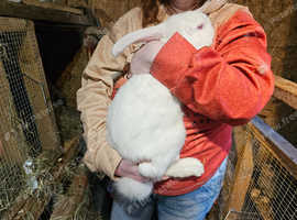 Continental Giant x French Lop