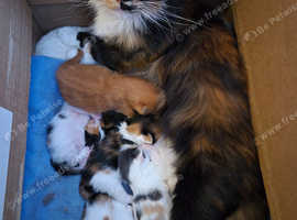 Maine coon kittens