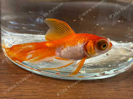 Gold fish for sale