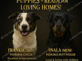 Adorable Rottweiler X Border Collie Puppies