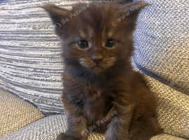 Beautiful full Maine coon babies