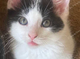 Kitten