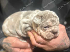 Puppies for sale big sales island