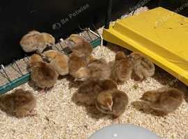 Pure breed Rhode Island Red chicken hatching Eggs