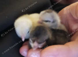3 x day old chicks and heated brooder
