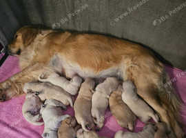 Stunning Golden Retrieve health tested parents