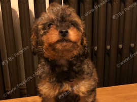 Sable best sale toy poodle