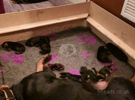 Pure rottweiler pups 3 girls left