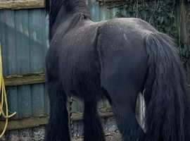 Stunning stallion 13'2