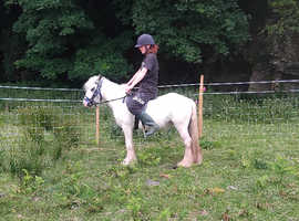 12.2 gypsy cob child's pony
