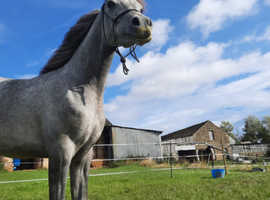 2 Stunning Purebred Arabian Horses for Sale - Dronfield, Derbyshire