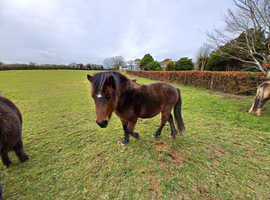 3 year old dartmoor hill pony bay colt