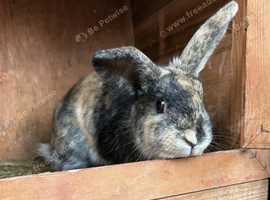 Indoor Rabbit and cage