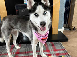Siberian husky needing a new home