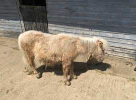 Registered Palomino Shetland