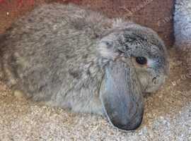 9 week old Minilop chinchilla buck