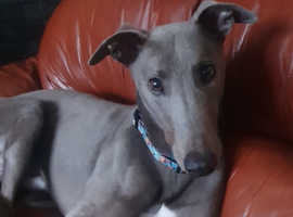 Retired racing greyhound needing a forever home