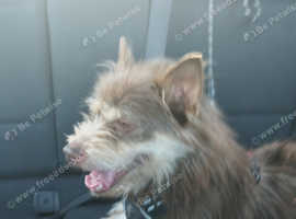 Patterdale mix
