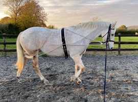 Full Livery available at affordable prices.