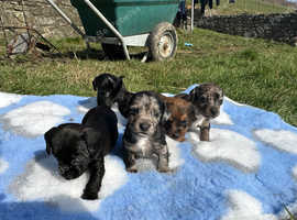 Sealyham terrier X dachshund puppies