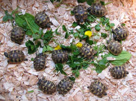 Baby Hermann Tortoises for sale