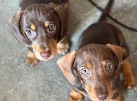 Beautiful Dachshund Puppies