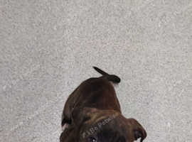 Alapaha blue blood bulldog
