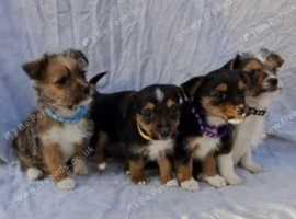 Beautiful Yorkie Russell puppies for sale
