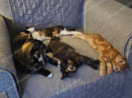 Kittens looking for a home