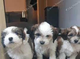 Malschi puppys