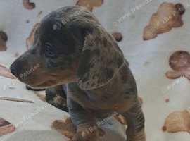 Beautiful blue dapple dachund little girl