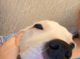 Female staffy