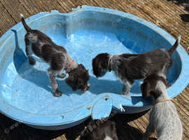 German wirehaired pointer puppies