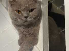 Lilac Female Scottish fold cat