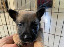 11 BELGIAN MALINOIS