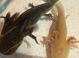 Axolotls