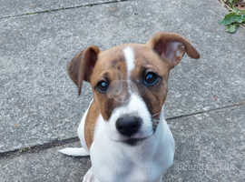 whippet jack russell mix