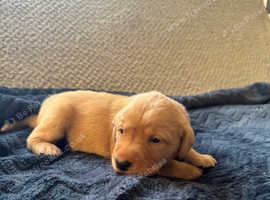 Adorable Labrador Pups - KC registered